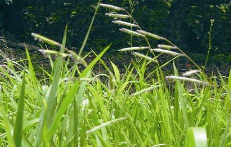 File:Brachiaria decumbens.jpg