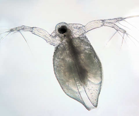 File:Ceriodaphnia reticulata.jpg