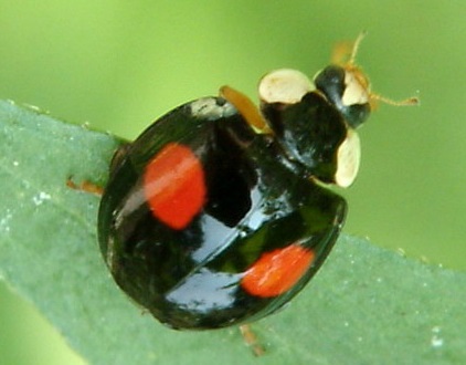 File:Chilocorus kuwanae.jpg