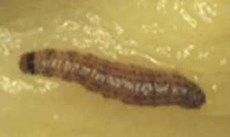File:Citripestis eutraphera 2.jpg