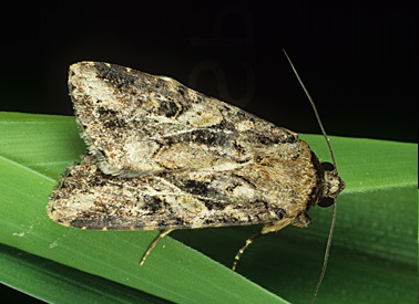 File:Moth.jpg