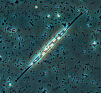 File:Nitzschia accicularis.jpg