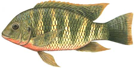 File:Oreochromis mossambicus 2.jpg