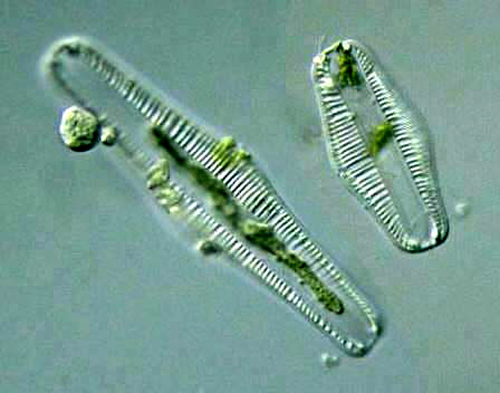 File:Rhopalodia 3.jpg