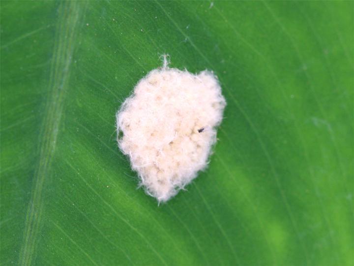 File:Spodoptera litura egg mass.jpg