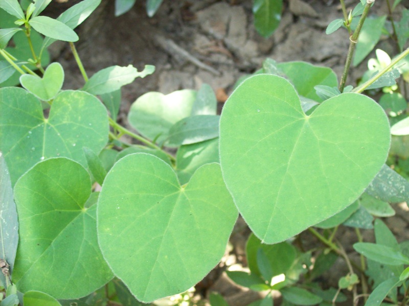 File:Triclisia subcordata 2.jpg