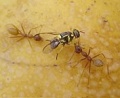 Ants vs fly.jpg