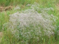 Thumbnail for version as of 12:01, 24 September 2014