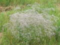 Babysbreath.jpg