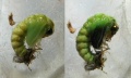 Chrysopa pupation 2.jpg