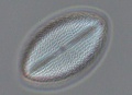 Cocconeis placentula 2.jpg