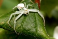 Crab spider.jpg