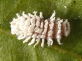 Cryptolaemus montrouzieri larva.jpg