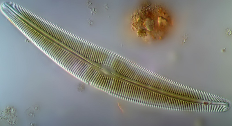 File:Cymbella lanceolata.jpg