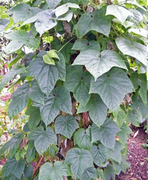 File:Dioscoreophyllum tenerum 2.jpg