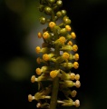 Dioscoreophyllum tenerum 5.jpg