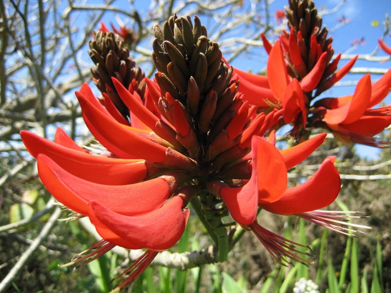 File:Erythrina fusca 1.jpg
