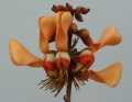 Erythrina fusca 3.JPG