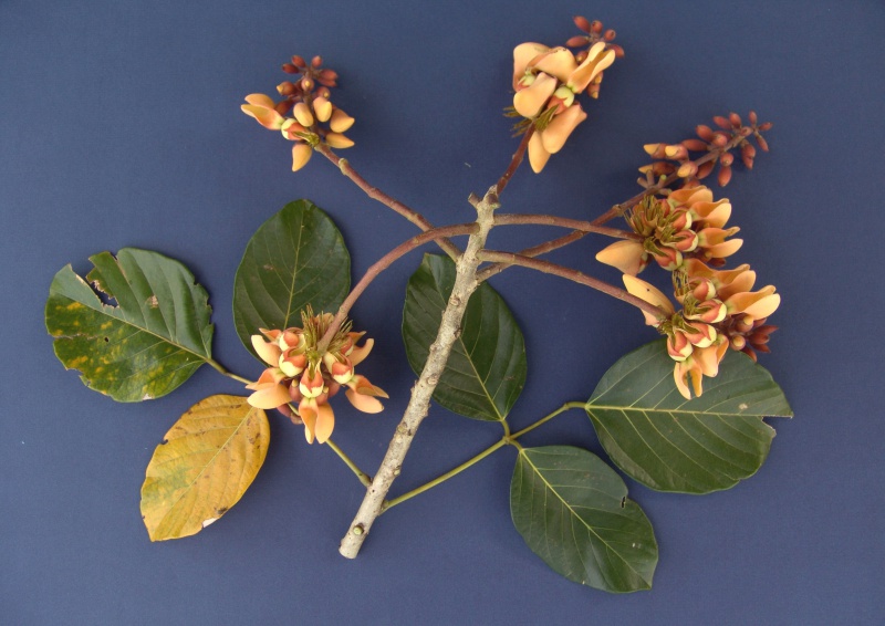 File:Erythrina fusca 4.jpg