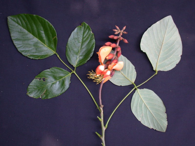 File:Erythrina fusca 5.jpg