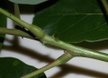 Erythrina fusca 7.jpg