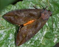 Eudocima fullonia.jpg