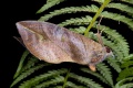 Eudocima fullonia 2.jpg