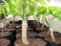 Grafted seedlings.jpg