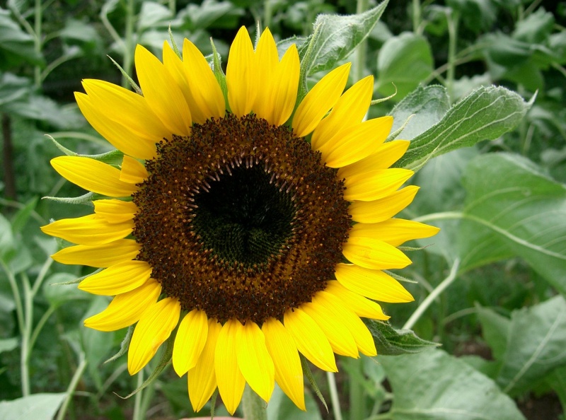 File:Helianthus annuus.jpg