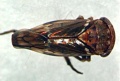 Thumbnail for version as of 17:26, 11 May 2014