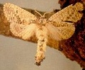 Indarbela quadrinotata 2.jpg