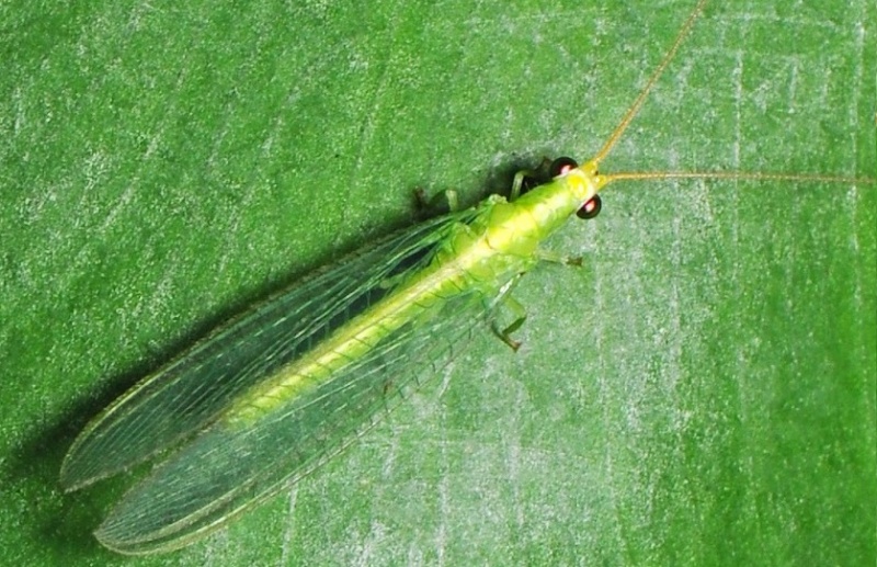 File:Mallada basalis.jpg