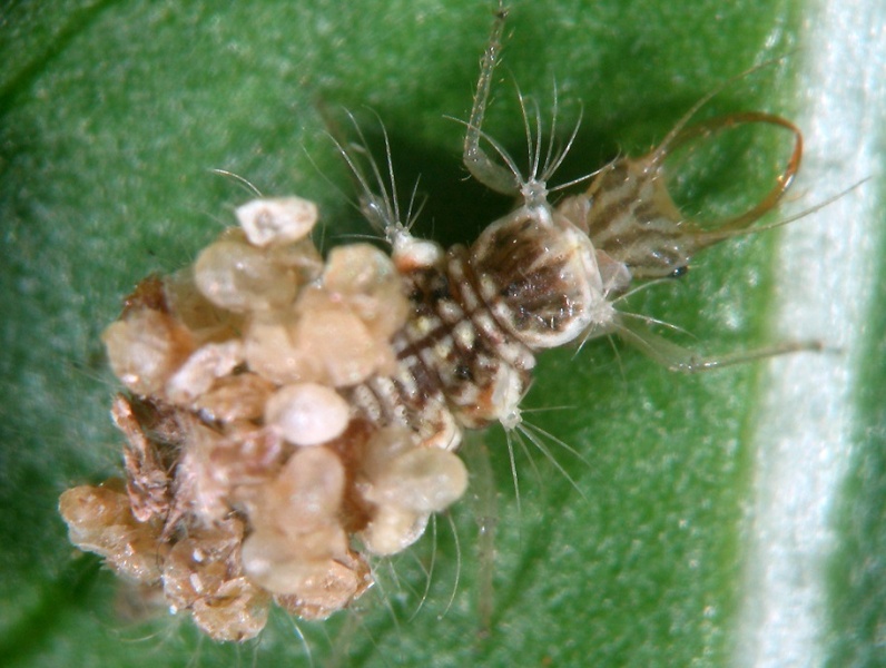 File:Mallada desjardinsi.jpg