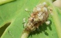 Mallada larva.jpg