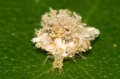 Mallada larva 2.jpg