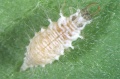 Thumbnail for version as of 14:19, 3 September 2014