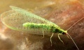 Thumbnail for version as of 13:34, 13 August 2014