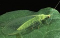 Mallada sp 2.jpg