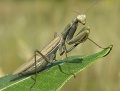 Mantis religiosa.jpg