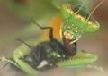 Mantis religiosa 4.jpg