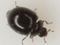 Microweisea sp.jpg