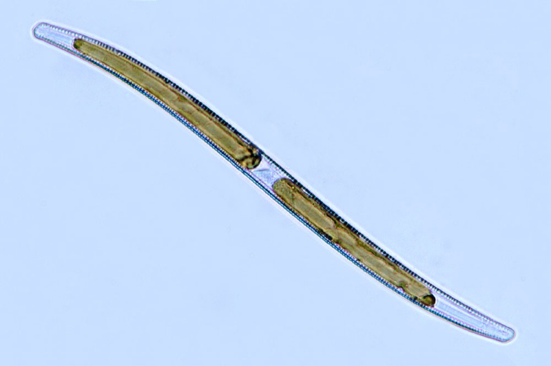 File:Nitzschia sigmoidea.jpg