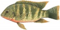 Oreochromis mossambicus 2.jpg