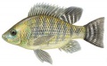 Oreochromis niloticus 1.jpg