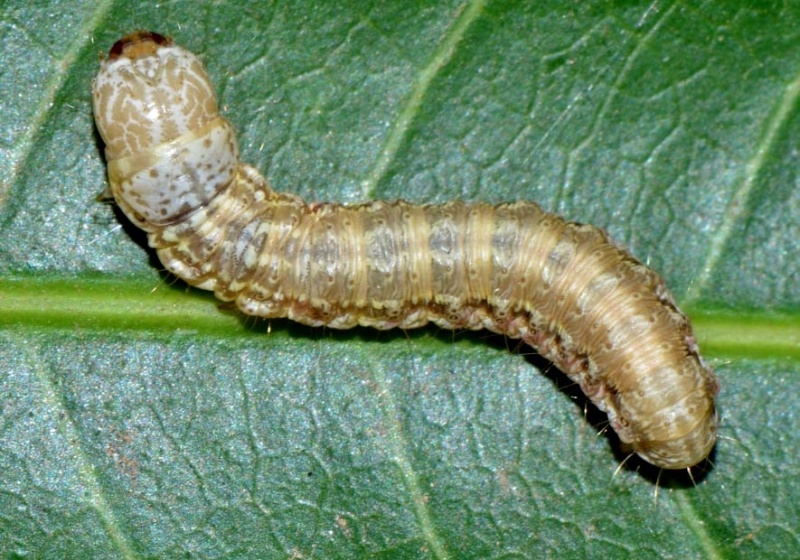 File:Orthaga exvinacea.jpg