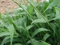 Panicum texanum.jpg