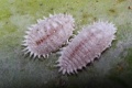 Paracoccus marginatus.jpg