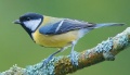 Parus major.jpg