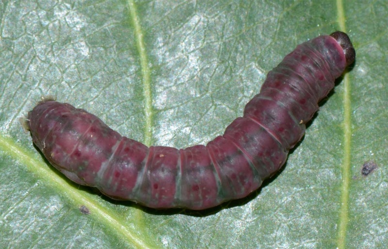 File:Penicillaria jocosatrix 2.jpg