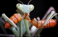 Praying mantis.jpg